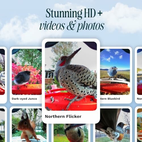 Gallery of stunning bird photos including Northern Flicker and others.