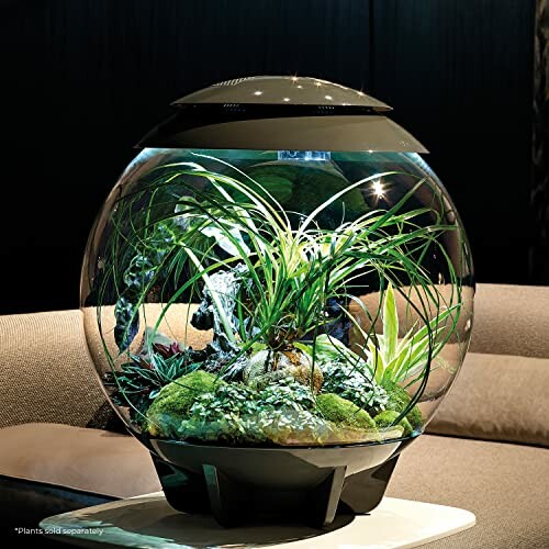 Modern aquarium with plants in a spherical glass container.